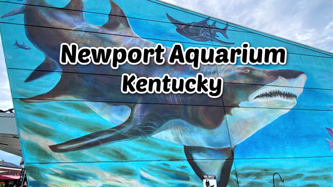 Newport Aquarium Kentucky YouTube
