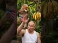 Trump monkey #funny #shorts