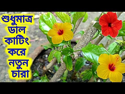 ভিডিও: কীভাবে জাভা লাগাব