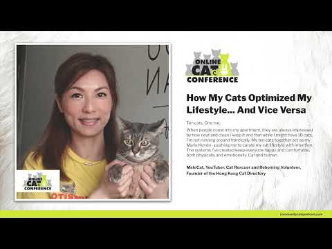 How My Cats Optimized My Lifestyle... And Vice Versa | MeloCat | OCC 2023