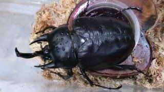 Giant, Heavy Beetle - Megasoma Actaeon