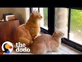 The Struggles Of Growing Up With A Little Brother | The Dodo Cat Crazy