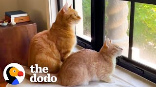 The Struggles Of Growing Up With A Little Brother | The Dodo Cat Crazy