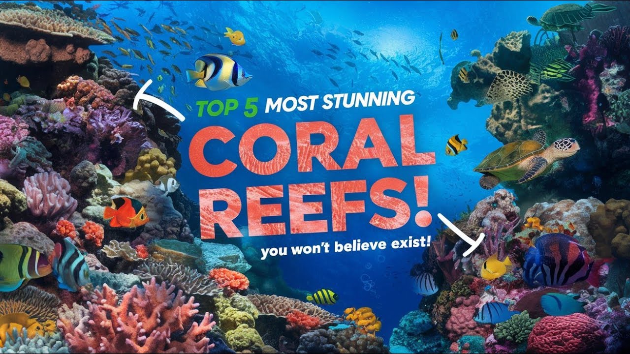 Top 5 Most Stunning Coral Reefs You Won't Believe Exist! 🐠🌊