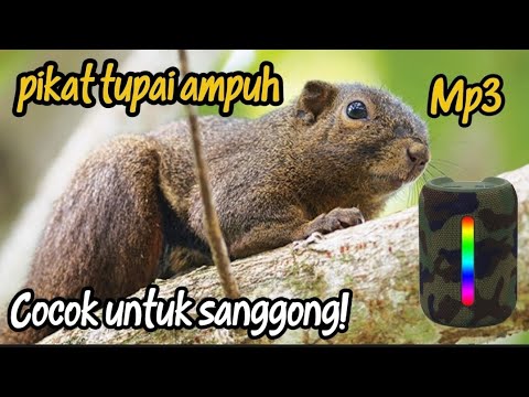 Suara pikat Bajing Bersih dan Gacor #shorts