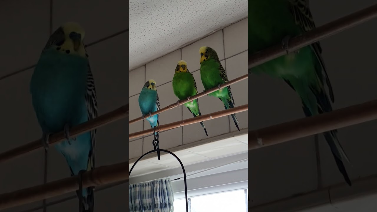 Freddie chatting to his boys!
