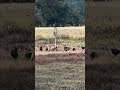 Part 2… who are you betting on now? 🦃🦌#deer #turkey #wildlife #nature