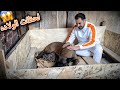 أصعب لحظه لحظات الولاده