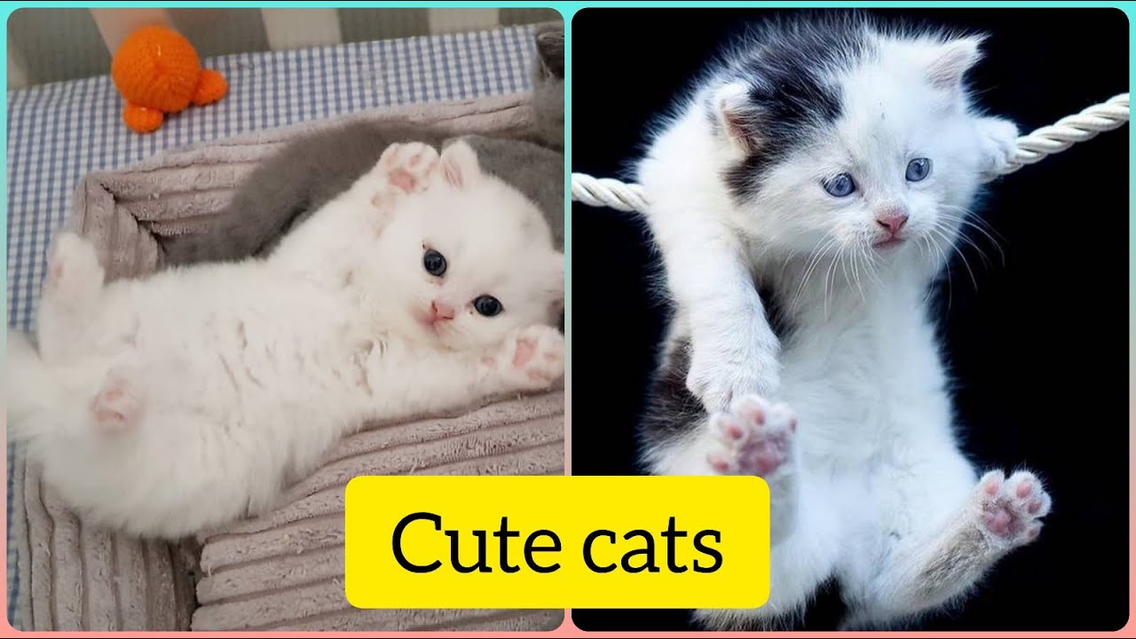 🐈Fun world of cats! You should definitely watch it🐱 YouTube