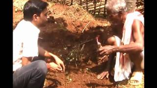 Planting method of Yam seed Oriya Pragati Odisha