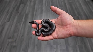 Pure Black Snake!! Crazy Cypress, Red Stripe, Blk Pastel combos!! POWER HOUSE!!