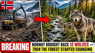 Norway Brought Back 12 Wolves — Then the Forest Started Changing