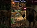 Tiger save the lion king | lion king trapped  #motivation#lion #animals #wildlife #shorts