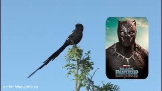 African cendet is indeed different, stone magpie is passing by