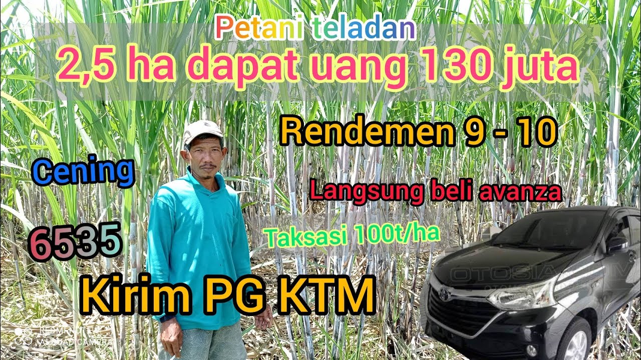 wow petani unggul 2,4 ha dapat rendemen 9-10 dapat uang 130 juta tebu cening & 6535 (super big win)😄
