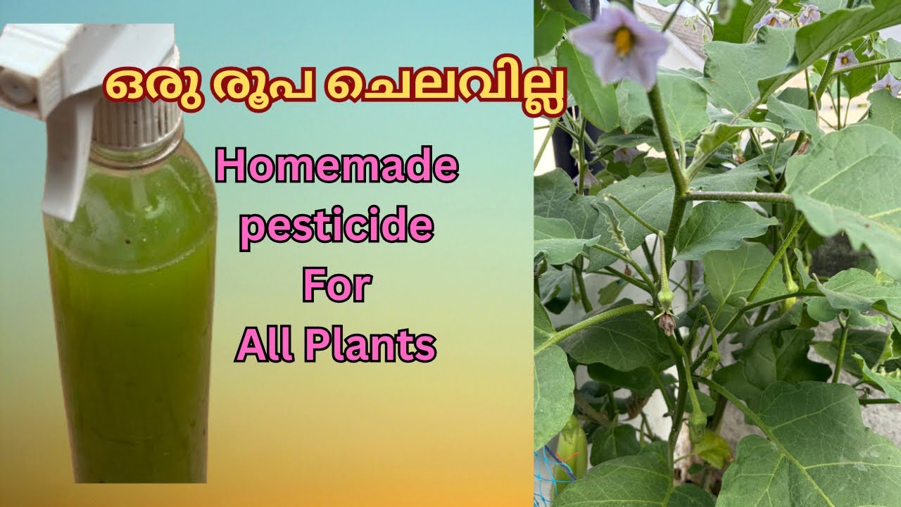 കഞ്ഞിവെള്ളവും ആര്യവേപ്പിലയും ഞെട്ടിക്കും 😳|JUBYS CREATIVE HUB 