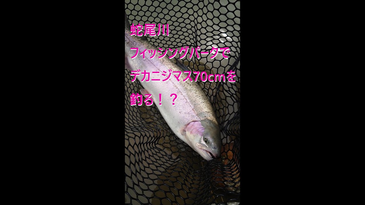 大物天国 蛇尾川フィッシングパークでデカニジマス70cmを釣る Big Oneとの遭遇 エリアフィッシング Youtube