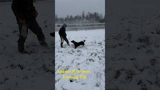Snowy Retriever Training Tip Keep up the work even in the Winter duckdogs retrievertraining