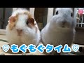 ラビットフードを一緒に食べる子うさぎとテディモルモット【Bunny and guinea pig】 ＃020