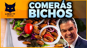 ¿Qué alimentos contienen insectos?