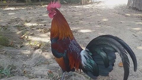 saib qaib noob qaib qus pom 2 nawb quas zoo thiab zoo nkauj heev li