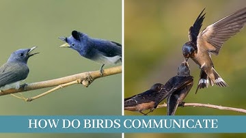 How do birds communicate | how birds communicate with each other | how birds communicate with humans