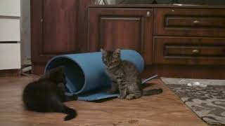 Котята играют с ковриком для йоги