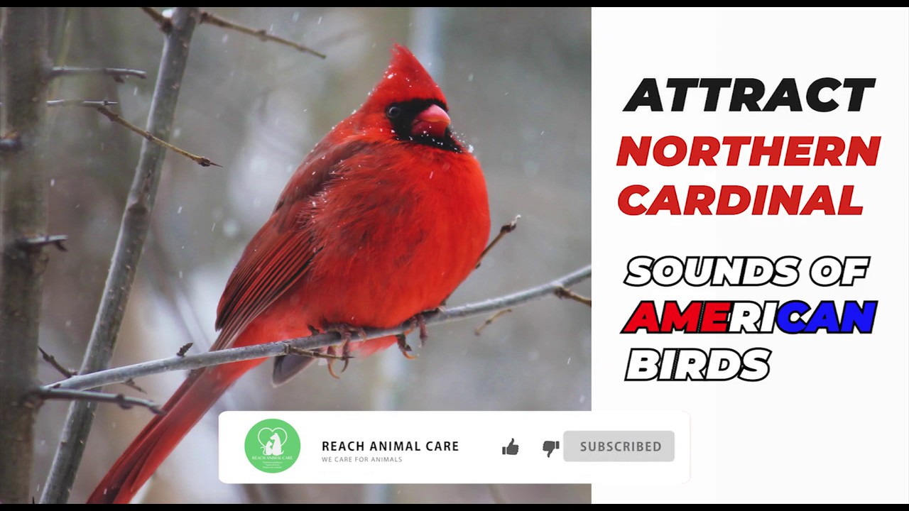 cardinal sounds