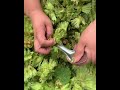 حصاد البندق