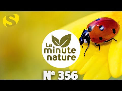 FROM ONE LADYBUG TO ANOTHER (No. 356)