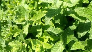 Demonstration of Mentha suaveolens, Apple mint, by Dr Mohamed Obiedullah Baig,herbal biotechnologist