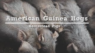 American Guinea Hogs: Are They Really the Perfect Homestead Pig?