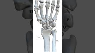 carpal bones of the hand #like#subscribe#comment#shorts