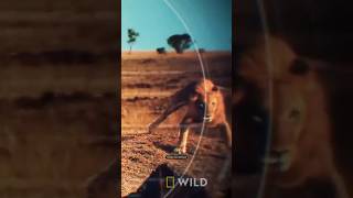 Lions Hunt Like A Football Team #nature #lion #wildlife #hunting