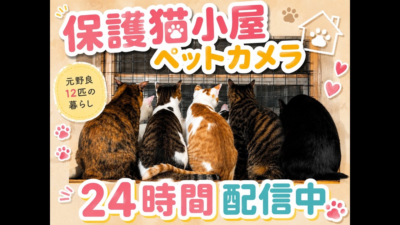 保護ねこ小屋 12匹の元野良猫 24時間配信中！ 12 Rescued Stray Cats