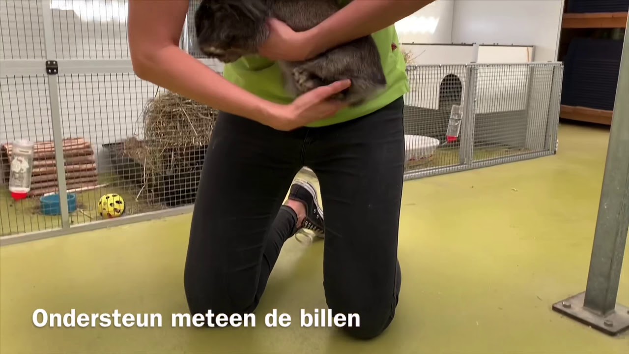 Hoe Pak Je Een Konijn Op