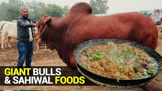 Sahiwal | Street Food & Cattle Farm | Makhay ke Paye | Mutton Karhai | Pakistani Food & Culture