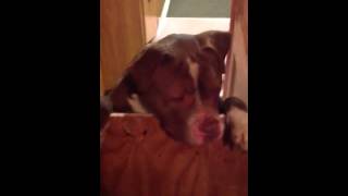 Lost Pit Bull Lindenhurstcopiague Area