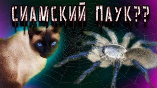 МОНОЦЕНТРОПУС БАЛФУРИ. Monocentropus balfouri