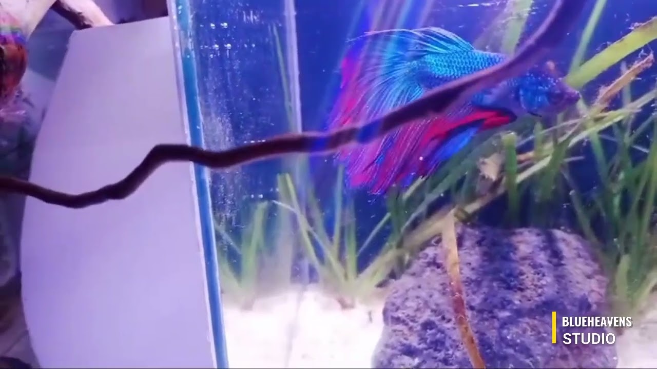 Betta Tank Aquascaping | Planted Betta Aquariums