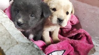 Someone sent two puppies again, put them in a bag, their little eyes looked so pitiful