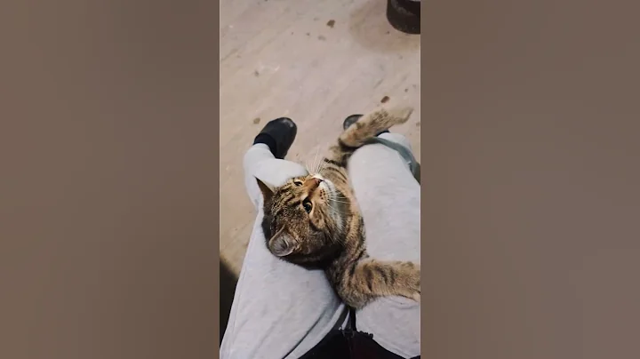 14.12.25. Балтазор вирішив приділити увагу двуногим