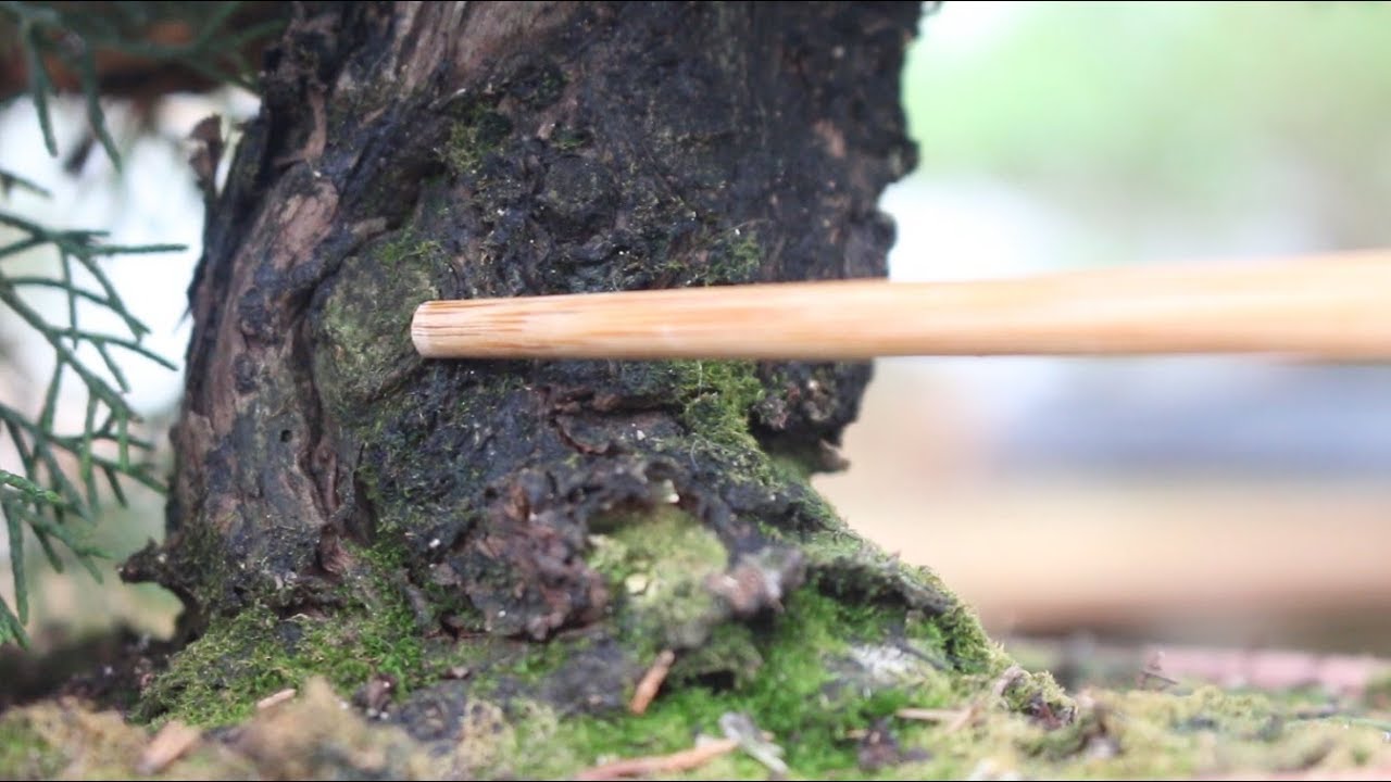 Bonsai - Madera muerta madera viva