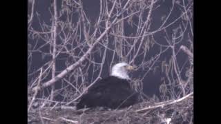 2024 First View of Eagle Chicks by Ronald Hunt 11 views 1 month ago 4 minutes, 50 seconds