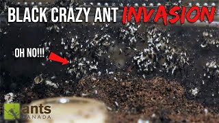 Dangerous Black Crazy Ants Broke Into My House