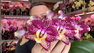 ЛУЧШИЙ для орхидеи аналог СЕРАМИСА но дешевле в 4 раза // НАЧАЛО тестов пересадки орхидей 1-я часть
