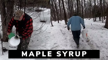 Maple Syrup: The Process from Start to Finish