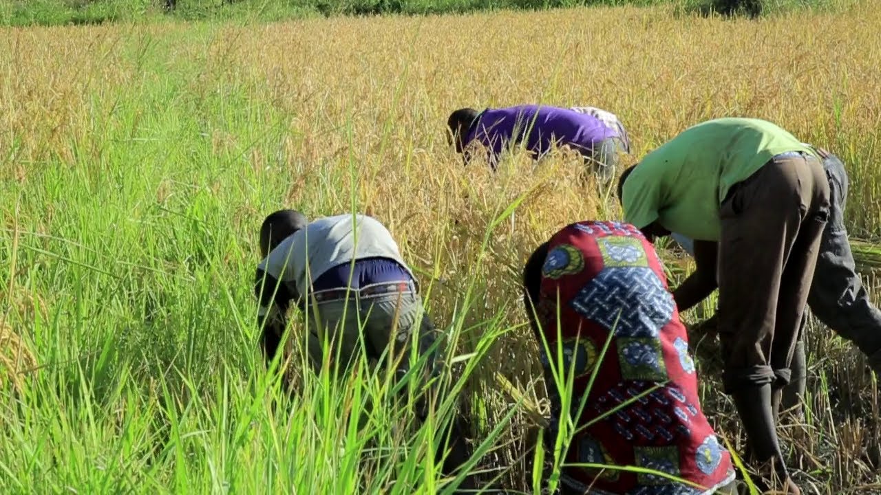 Kilio cha Wakulima Katavi kwa Serikali//Hakuna Skimu ya Umwagiliaji iliyokwisha kamilika.