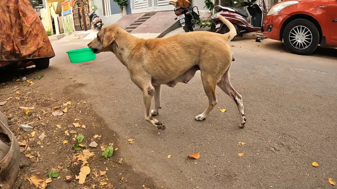 Stray dog came to me, asking for help, and I couldn't ignore it. - YouTube