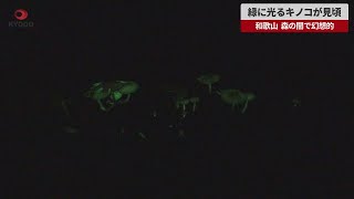 【速報】緑に光るキノコが見頃 和歌山、森の闇で幻想的